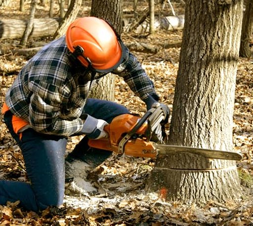 Tree Removal in Start, LA